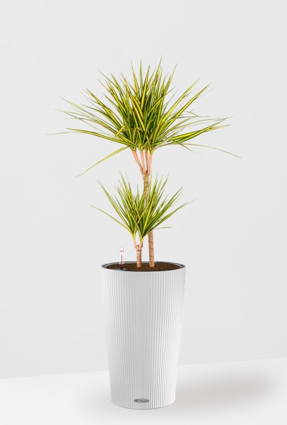 Драцена Маргината Санрей 2 ствола 17/70 см CILINDRO 23