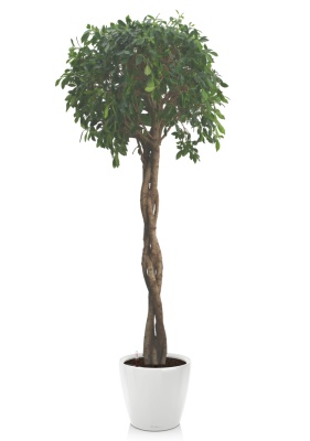 Фикус Нитида переплетенный 42/200 см в CLASSICO LS 50 Фикус Нитида переплетенный 42/200 см в CLASSICO LS 50
