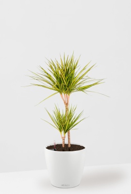 Драцена Маргината Санрей 2 ствола 17/70 см CLASSICO COLOR 21, белый