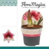 Гиппеаструм Tosca 2 ствола d13 см h25 см тип 3