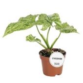 Сингониум моттлед d6 см h15 см Сингониум моттлед d6 см h15 см