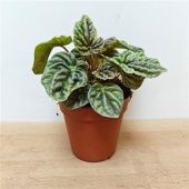 Пеперомия Grey Luna d9 см h15 см