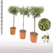 Олива европейская d19 см h80 см