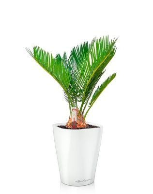 Цикас Революта 9/30 см в MINI DELTINI 10, белый блестящий Цикас Революта 9/30 см в MINI DELTINI 10, белый блестящий