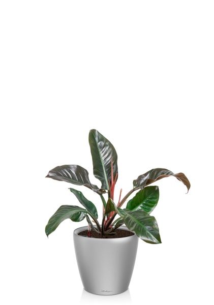 Филодендрон Империал Ред 19/60 см в CLASSICO LS 28 Филодендрон Империал Ред 19/60 см в CLASSICO LS 28