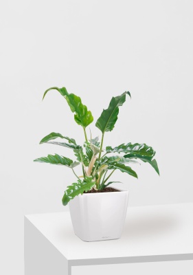 Филодендрон Нарроу 19/55 см в QUADRO LS 28, белый блестящий Филодендрон Нарроу 19/55 см в QUADRO LS 28, белый блестящий