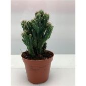 Кактус Цереус Перувианус Монстериус d8.5 см h9 см