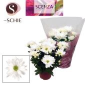 Хризантема Маргарита белая (scenza) d13 см h25 см