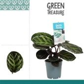 Калатея Розеопикта d12 см h35 см Калатея Розеопикта d12 см h35 см