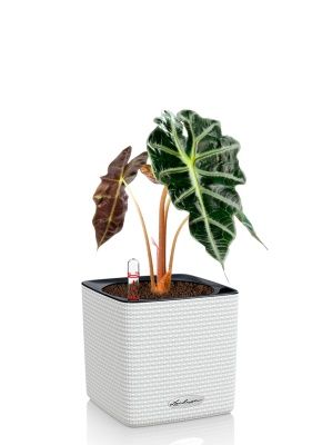 Алоказия Полли 12/30 см в CUBE COLOR 14, белый