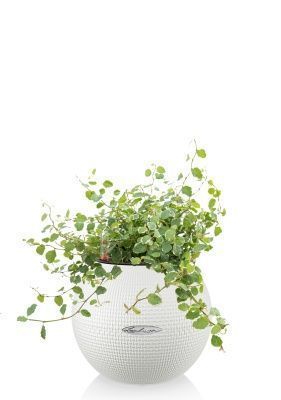 Фикус Пумила в PURO 20, белый