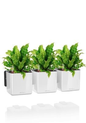 Асплениум Криспи в ЗЕЛЕНАЯ СТЕНА Home Kit Glossy 15, белый блестящий