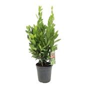 Лавр Нобилис d21 см h90 см