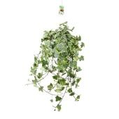 Хедера Goldchild d24 см h100 см