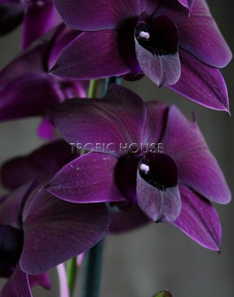 Орхидея Дендробиум Санок черный в ORCHIDEA 18 Орхидея Дендробиум Санок черный в ORCHIDEA 18