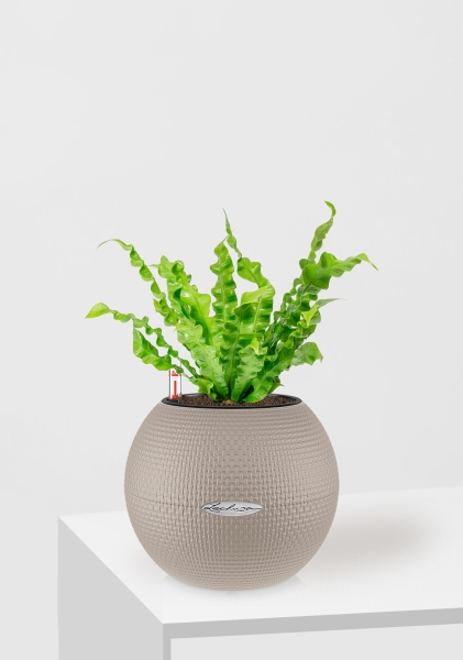 Асплениум Криспи 9/15 см в PURO 20