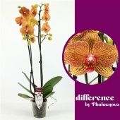 Фаленопсис 2 ствола Long Apollo 14+ (phalaenova) d12 см h60 см