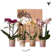 Фаленопсис 2 ствола Mix 22+ d9 см h40 см тип 1