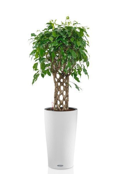 Фикус Экзотика решетка 23/100 см в CILINDRO 32 Фикус Экзотика решетка 23/100 см в CILINDRO 32