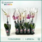 Фаленопсис 1 ствол Mix 9/12+ (van Geel) d12 см h65 см Фаленопсис 1 ствол Mix 9/12+ (van Geel) d12 см h65 см