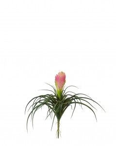 Вриезия цветущая розовая