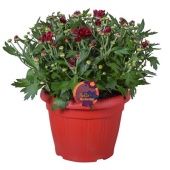 Хризантема красная в кашпо d22 см h40 см