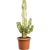 Эуфорбия Ингенс Мармоната d30 см h120 см