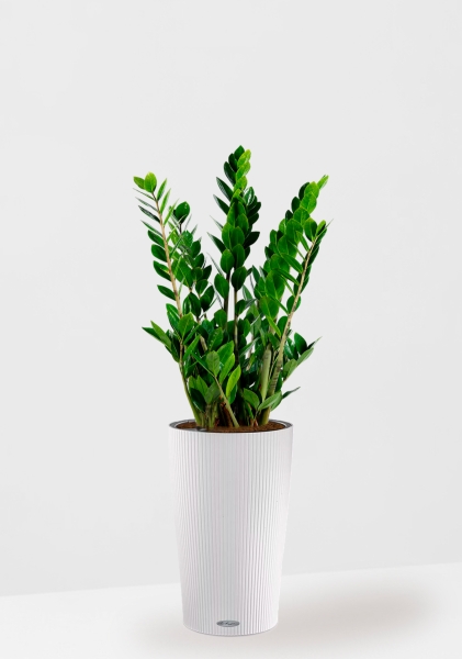 Замиокулькас 17/70 см в CILINDRO 23