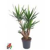 Юкка Branched d27 см 110 см тип 1