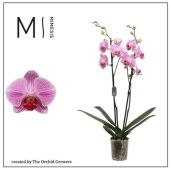 Фаленопсис 2 ствола Cleveland 16+ (orchid Growers) d12 см h70 см Фаленопсис 2 ствола Cleveland 16+ (orchid Growers) d12 см h70 см