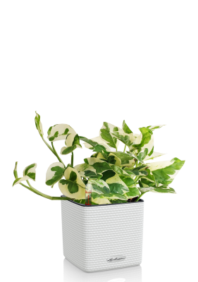 Эпипремнум Энджой в CUBE COLOR 14 Белый