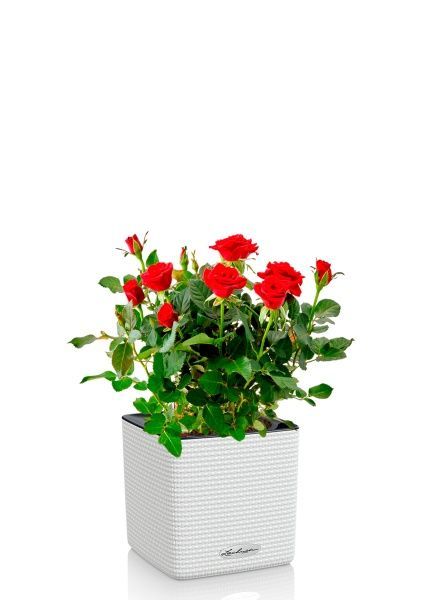 Роза Бо Монд красная 12/25 см в CUBE COLOR 14