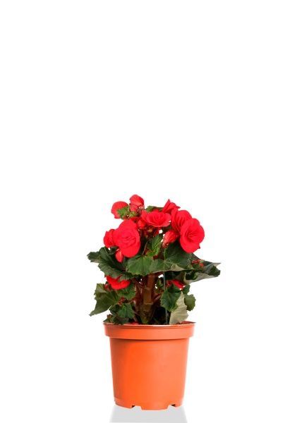 Бегония Баладин красная 14/30 см