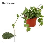 Хойя Krohniana Splash (decorum) d9 см h5 см