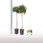 Олива европейская d26 см h160 см