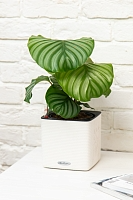 Калатея Орбифолия 15/50 см в LAMELA ARIA 180 ECO coffee jumper