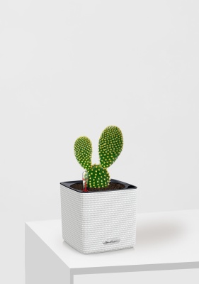 Опунция Мелковолосистая Паллида 6/12 см в CUBE COLOR 14