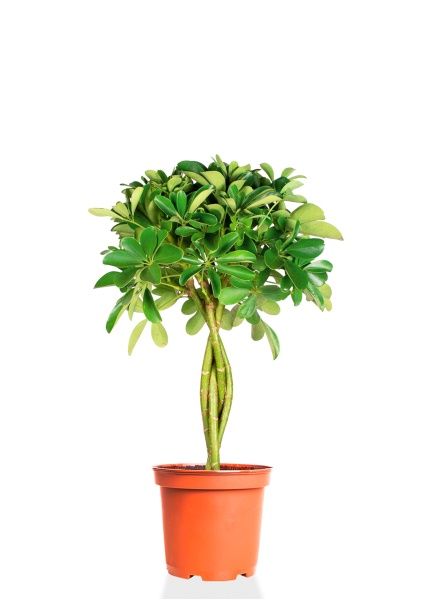 Шеффлера Нора 21/75 см