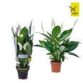 Спатифиллум Пико Купидо 5+ цветов (concorde) d13 см h50 см