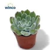 Эхеверия Грин Вельвет d5.5 см h10 см