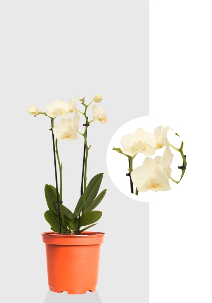 Орхидея Фаленопсис мини микс 9/30 см