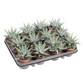 Хавортия фасциата Конколор d8.5 см h12.5 см