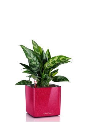 Аглаонема Мария в CUBE GLOSSY KISS 14, вишнево-розовый блестящий