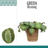 Маранта Сильвер Бенд в корзине d12 см h20 см