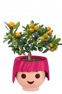 Цитрус Каламондин OJO 45 см, Рубиново-розовый