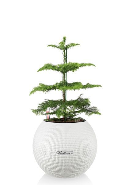 Араукария 1 ствол 10/30 см в PURO 20