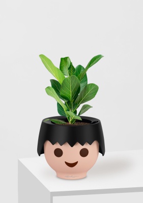 Фикус Бенгальский Одри 12/30 см в OJO