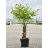 Трахикарпус Форчуна d45 см h210 см