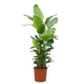 Стрелиция Николай 6 стволов d32 см h170 см Стрелиция Николай 6 стволов d32 см h170 см