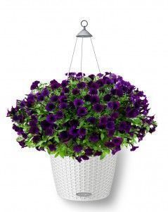 Петуния фиолетовая Nido, 50 см, Белый Петуния фиолетовая Nido, 50 см, Белый